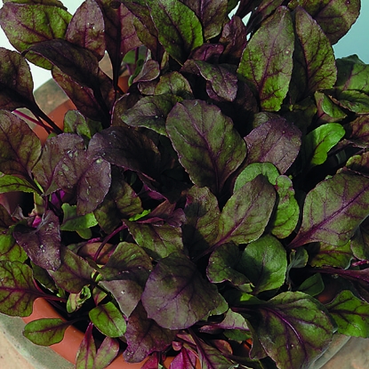 Picture of Leaf Beet - Bulls Blood